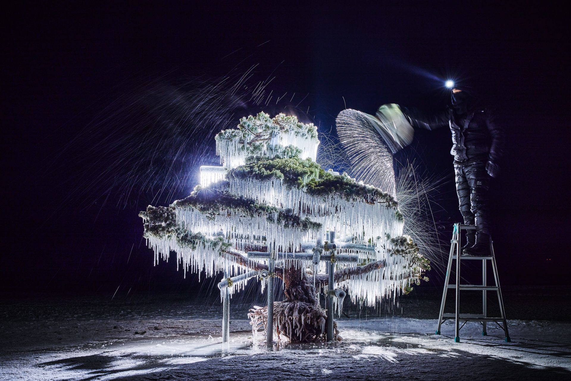 Frozen Pine 2024 | AMKK（東信, 花樹研究所）